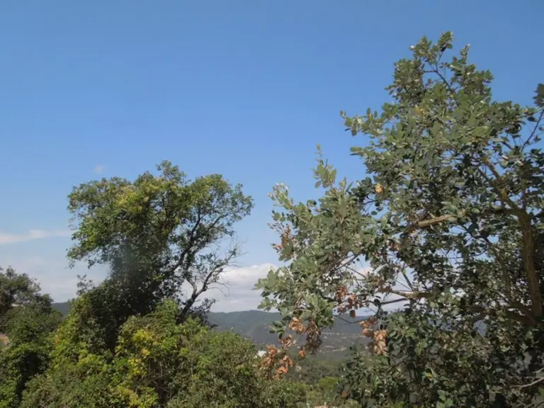 una parcela en la urbanización Serra Brava, a unos 2km de Lloret de mar/Costa Brava